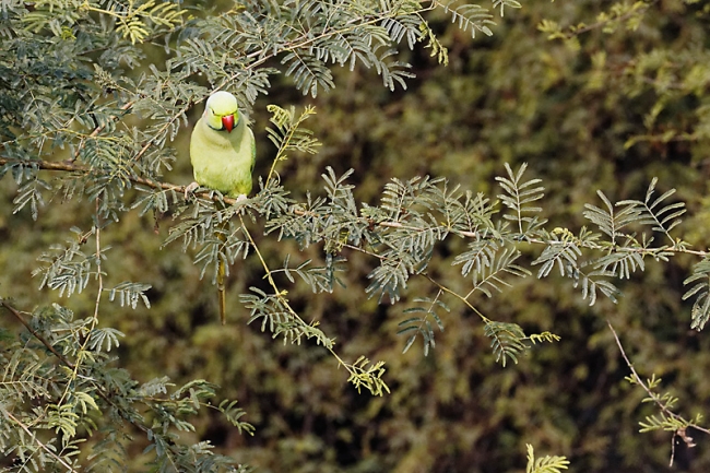 Keoladeo national park-149